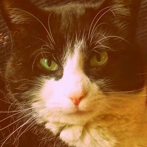 Meet your Posher, Diane